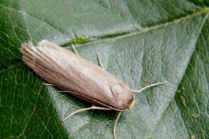 Wosk mole: uzdrowienie Wosk mole: uzdrowienie